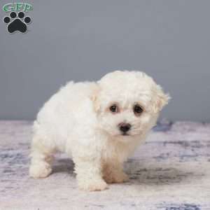 Pal, Bichon Frise Puppy